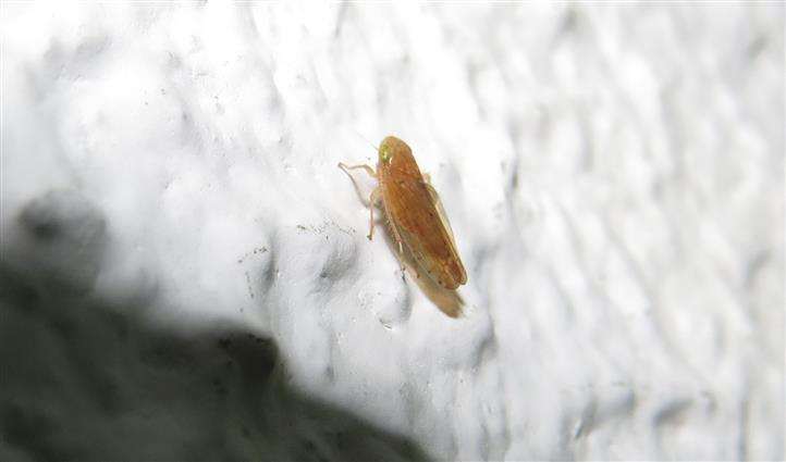 Cicadellidae ID